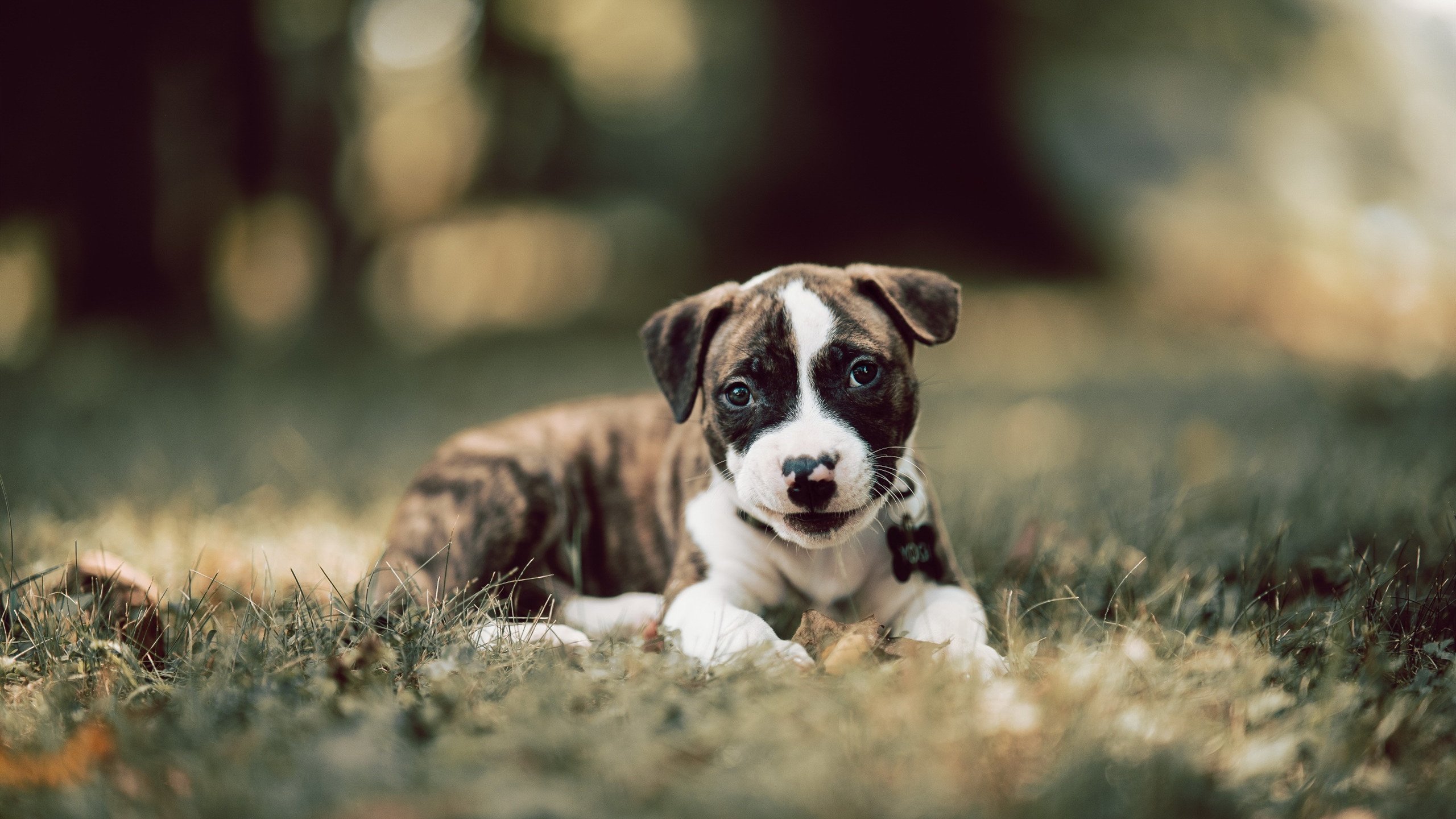 【武器装备】棒球装备的最新科技应用,棒球 装备