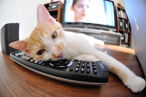 “足球文化讲座走进高校,激发青年足球热情”,足球文化进校园演讲稿