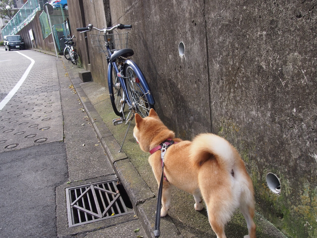 《Dota 2魅影之夜,成本土战队勇夺冠军》,dota2魅影宣告